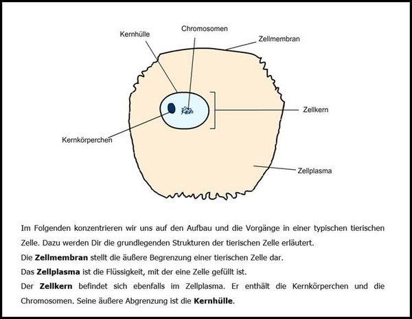 Screenshot von einem Lernmaterial: Ein Text beschreibt den Aufbau und die Vorgänge einer typischen tierischen Zelle. Oben drüber verdeutlicht eine Illustration das Ganze bildhaft.