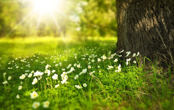 Pixabay: Frühling im Mai