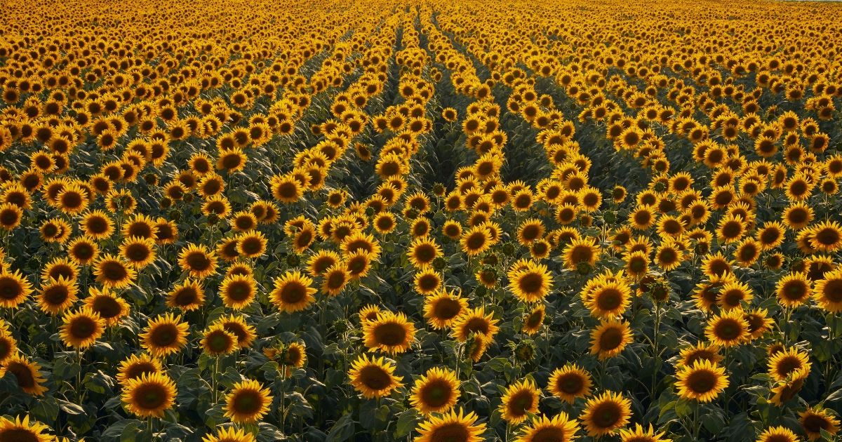 Hauptbild des Beitrags
