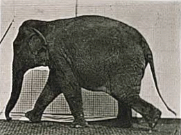Elephant_walking.gif