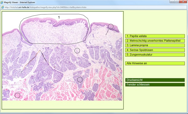 Beispiel Präparat Elektronisches Histologie Lernprogramm